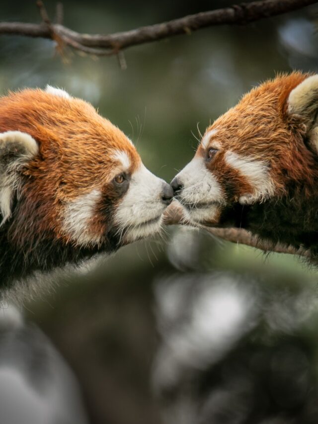 Discover the Fascinating World of Red Pandas: Behavior, Habitat, and More